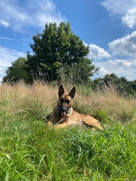 Nacho  Malinois sucht aktives Zuhause