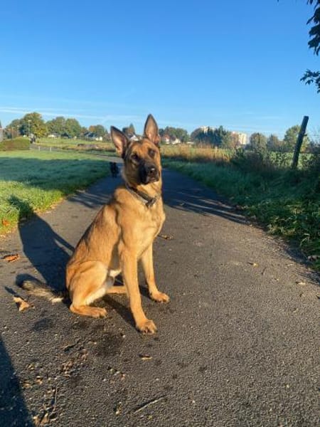 Nacho  Malinois sucht aktives Zuhause