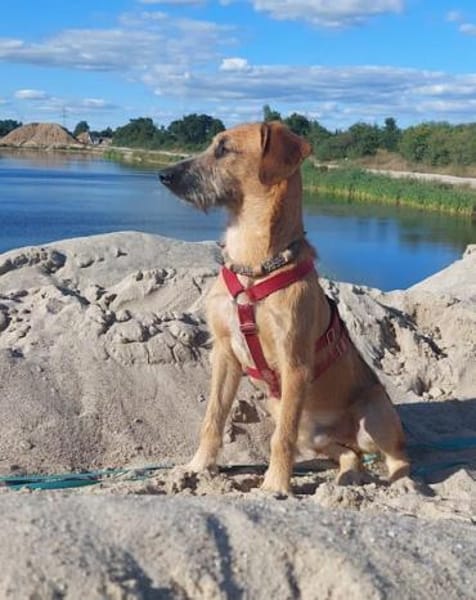 Taro ❤ wartet in 24885 Sieverstedt