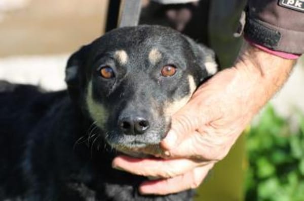 Leotie - kinderlieb u. verspielt