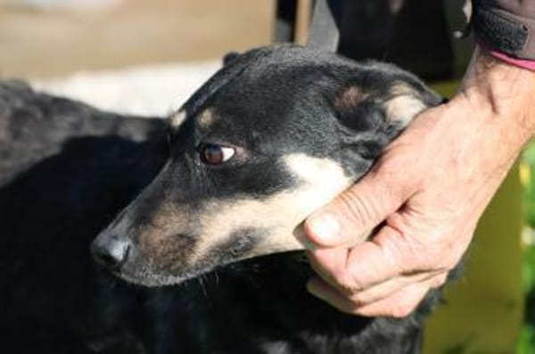 Leotie - kinderlieb u. verspielt