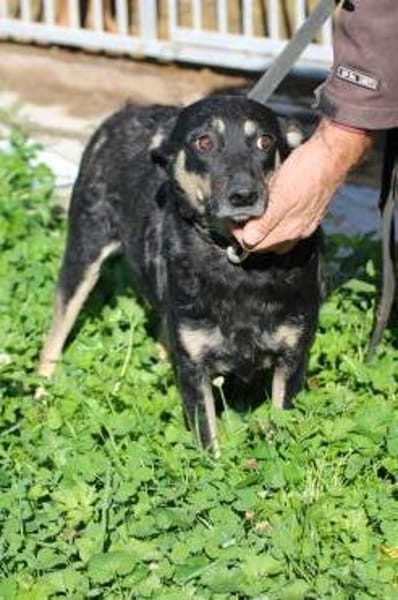 Leotie - kinderlieb u. verspielt