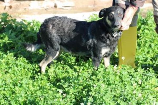 Leotie - kinderlieb u. verspielt