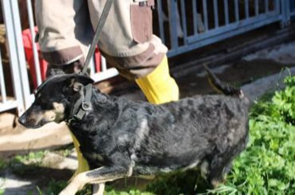 Leotie - kinderlieb u. verspielt