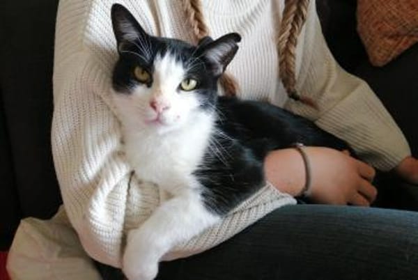 Nico  Sozialer, verschmuster Kater