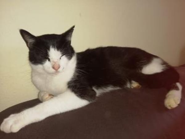 Nico  Sozialer, verschmuster Kater