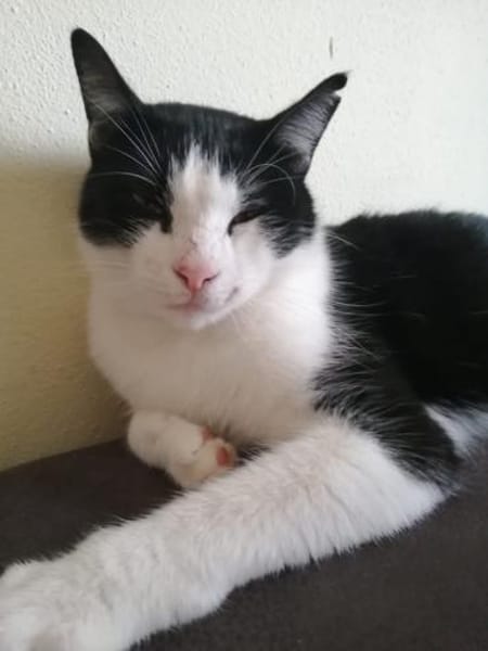 Nico  Sozialer, verschmuster Kater