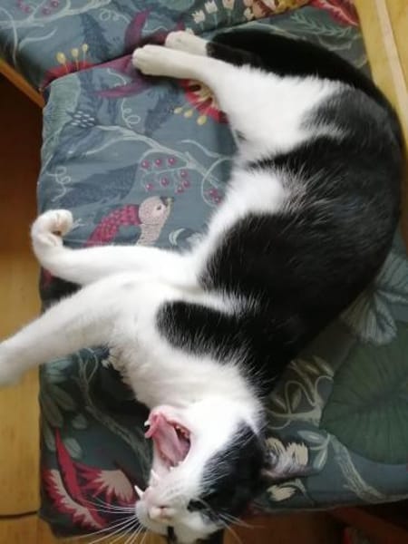 Nico  Sozialer, verschmuster Kater