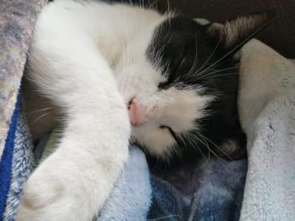 Nico  Sozialer, verschmuster Kater