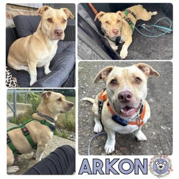 ARKON -Sonnengenießer mit Charakter-