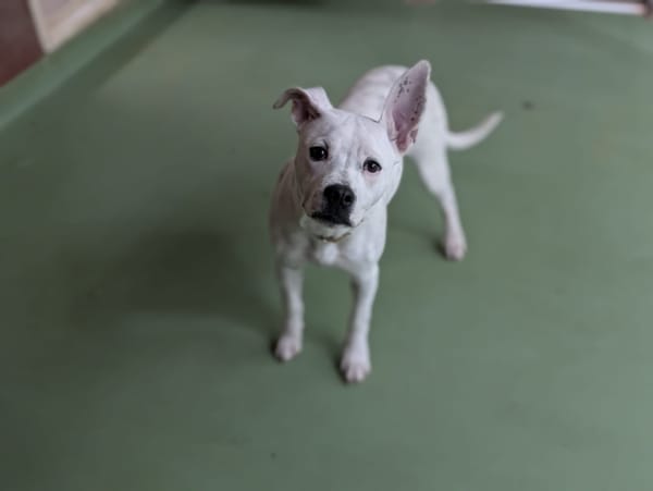 AIKA