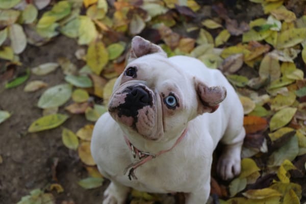 SNOWIE