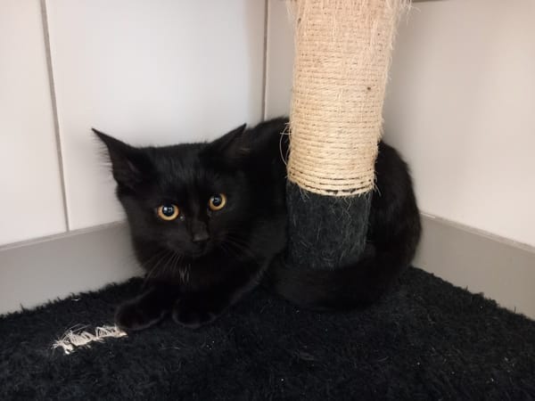 ZORRO