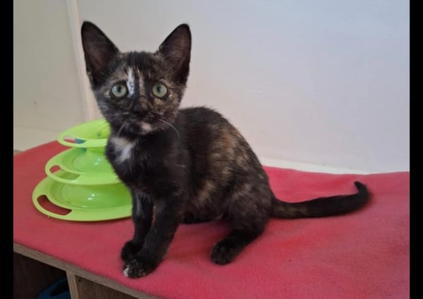 duchesse (réservée)