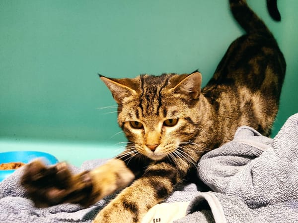 Bigoudi (en cours d'adoption)