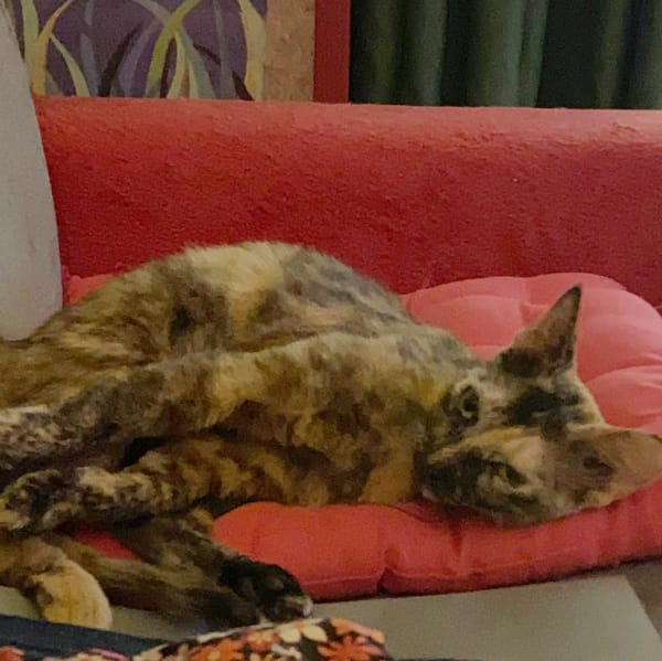 SPHINXY, chat femelle européen