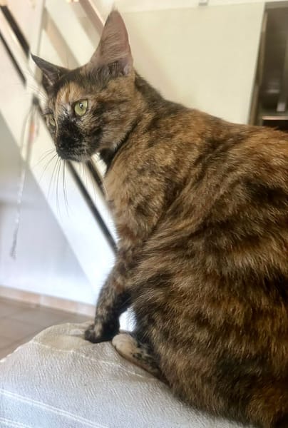 SPHINXY, chat femelle européen