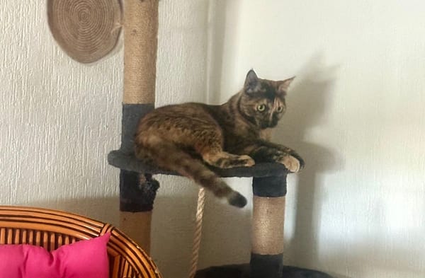 SPHINXY, chat femelle européen