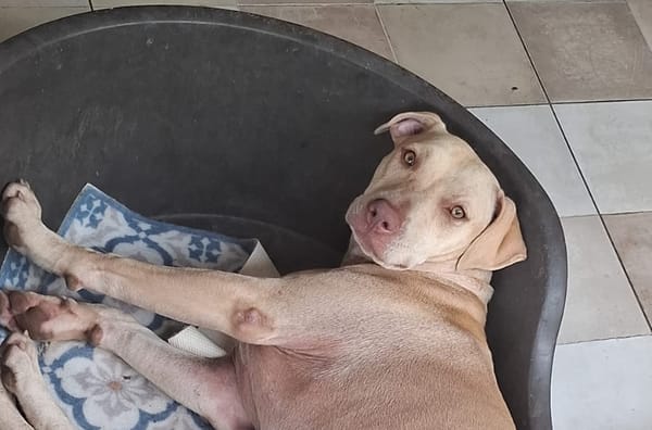 PHOENIX Croisée Labrador Femelle junior