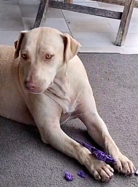 PHOENIX Croisée Labrador Femelle junior