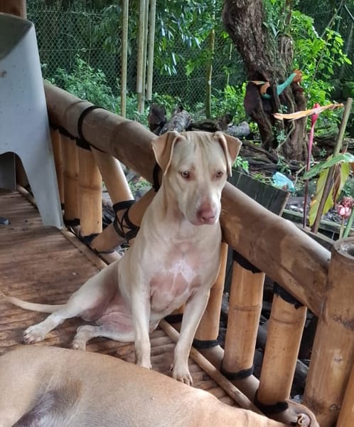 PHOENIX Croisée Labrador Femelle junior