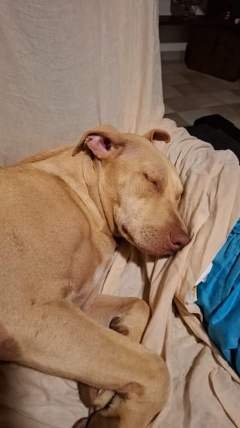 PHOENIX Croisée Labrador Femelle junior