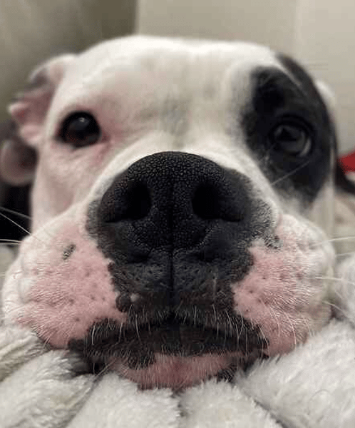 Chloe