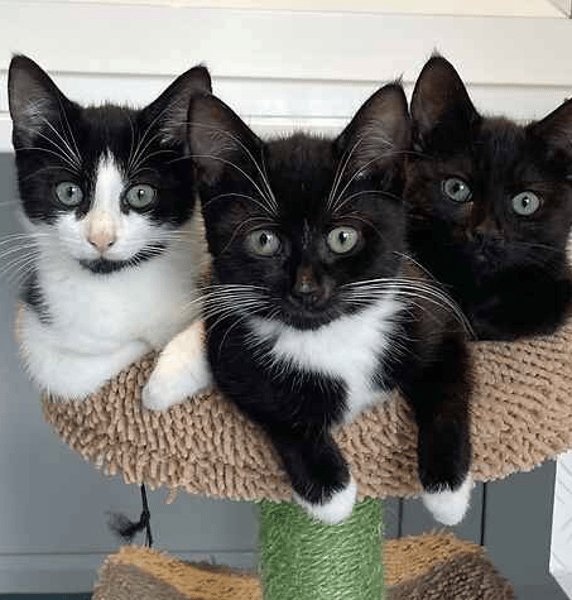 Regan, Scout & Reece