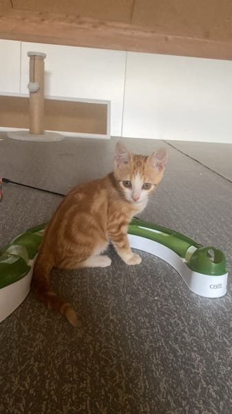 sheeran