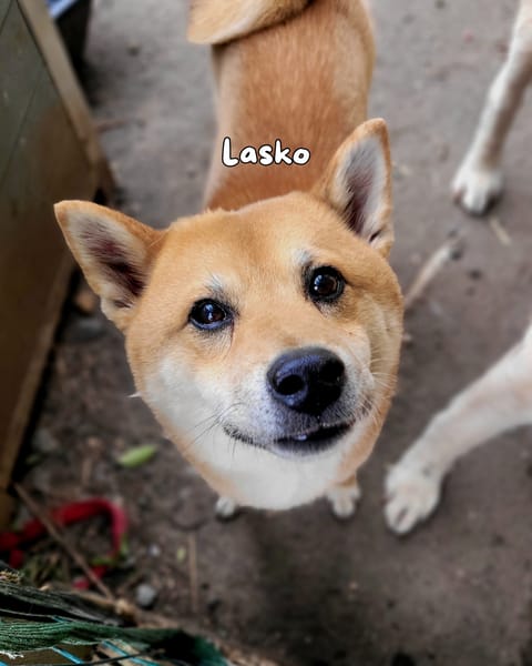 lasko