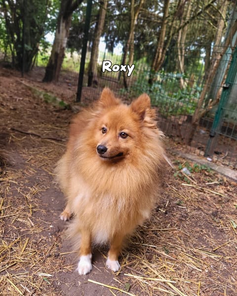 Roxy