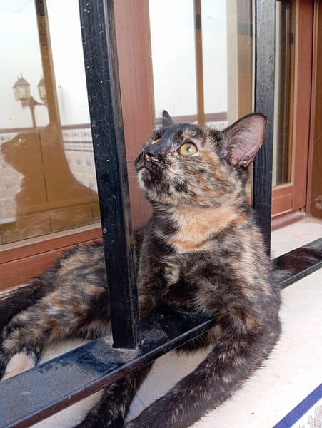 MIRTA
