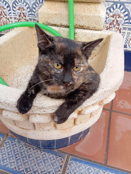 MIRTA