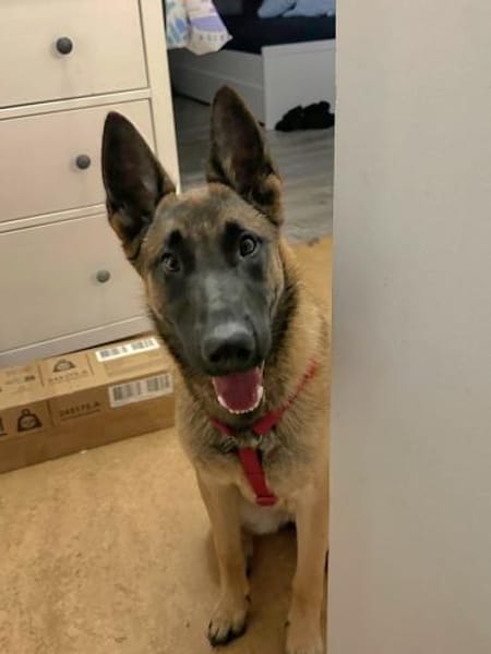 Malinois Laivia muß noch viel lernen