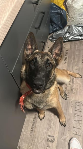 Malinois Laivia muß noch viel lernen