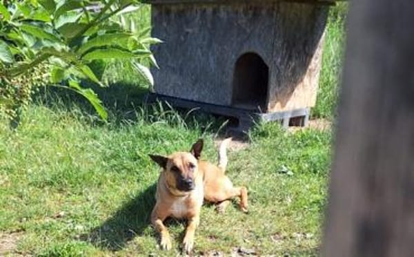 Creo sucht sein Traumzuhause