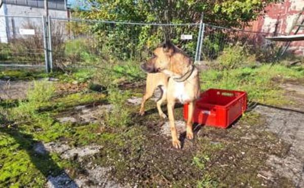 Creo sucht sein Traumzuhause