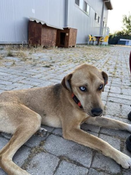 Simon - Sanfter Rüde auf PS in Hessen