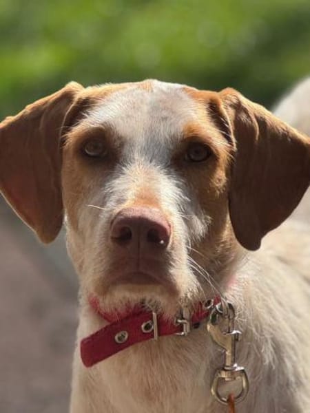 Zoe ein treuer Begleiter