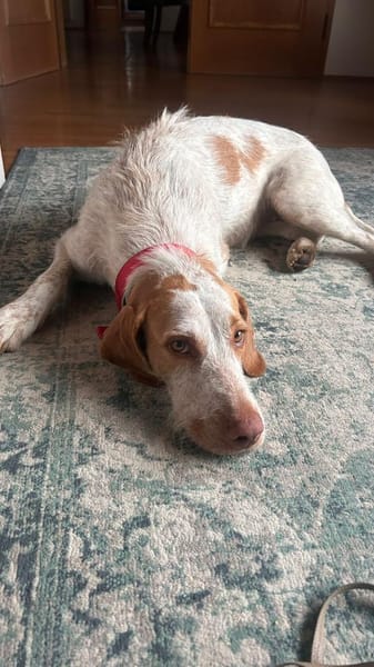 Zoe ein treuer Begleiter
