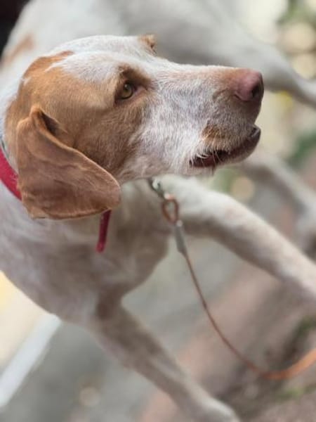 Zoe ein treuer Begleiter