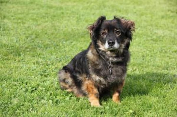 Goldschatz FRODO sucht sein Zuhause