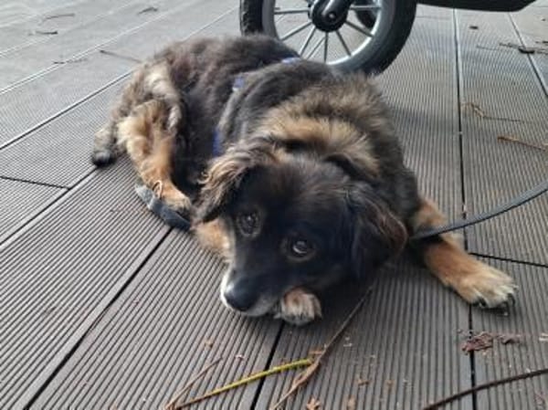 Goldschatz FRODO sucht sein Zuhause