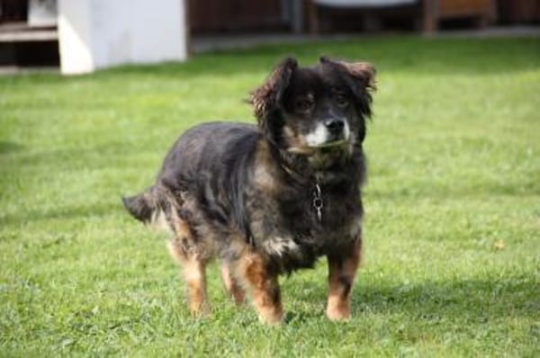 Goldschatz FRODO sucht sein Zuhause