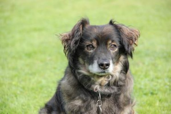 Goldschatz FRODO sucht sein Zuhause