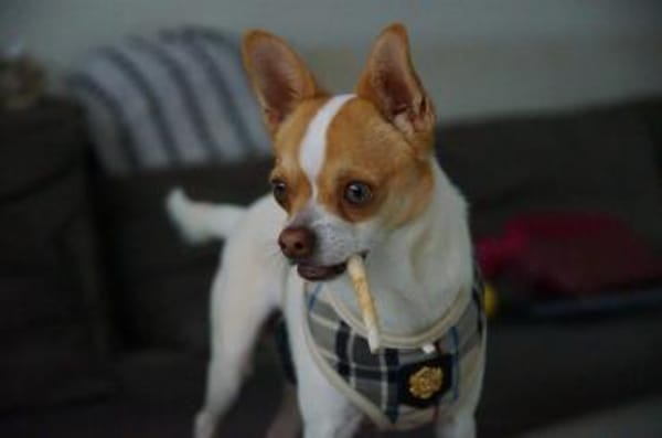Chico sucht einfühlsames Zuhause