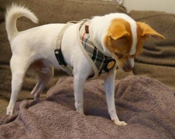 Chico sucht einfühlsames Zuhause