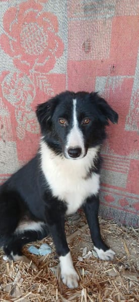 auf Pflegestelle in 91781