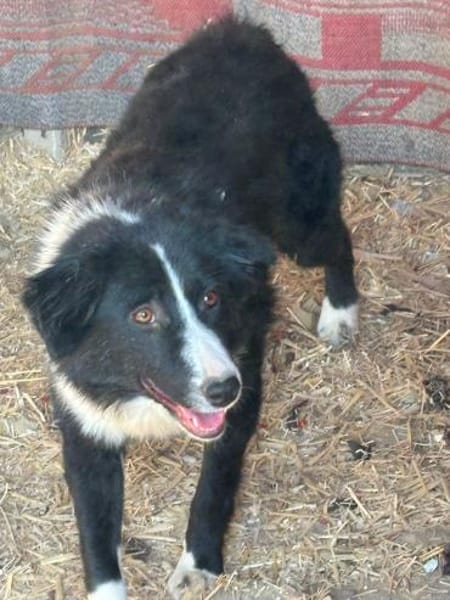 auf Pflegestelle in 91781