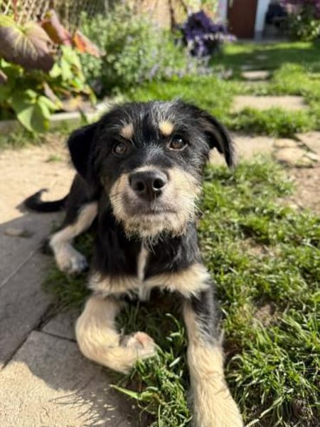 Hundekind sucht Bestplatz
